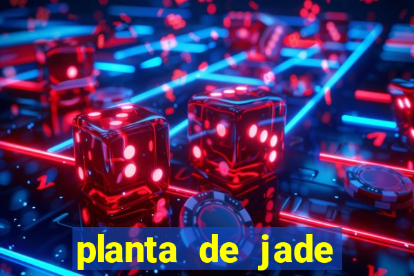 planta de jade significado espiritual